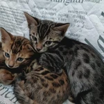 Фото №2 Котята