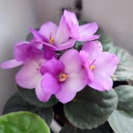 Фото №4 Фиалки