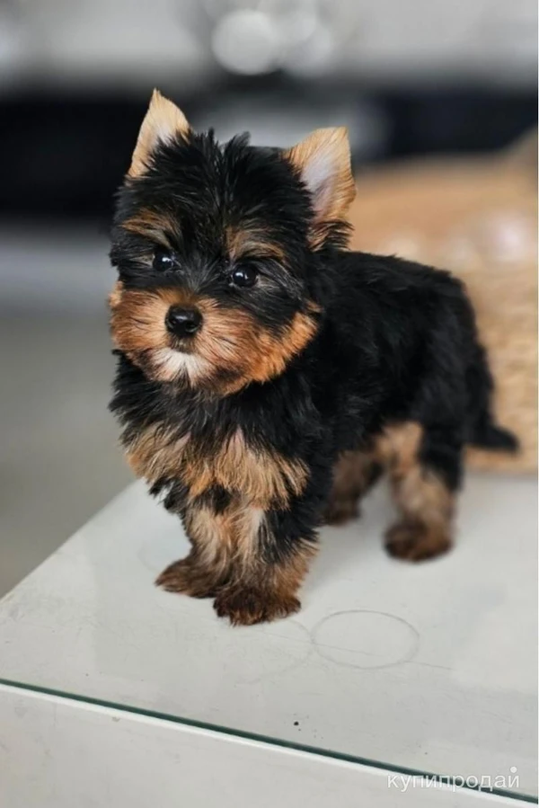 Фото И́оркширские щенки