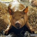 Фото №2 Мясо свинины с Колхоза