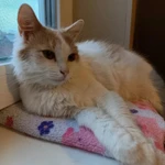 Фото №2 Молоденькая кошечка Белочка в добрые руки