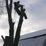 Обрезка, спил, валка и удаление деревьев в Голицыно