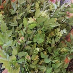 Фото №4 Бук. Цена за 100 грамм.