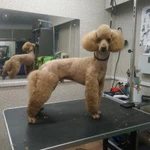 Фото №4 ZooStil Groom