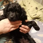 Фото №5 Щенки