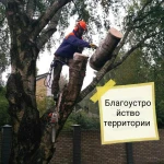 Фото №4 Спил деревьев, расчистка участка