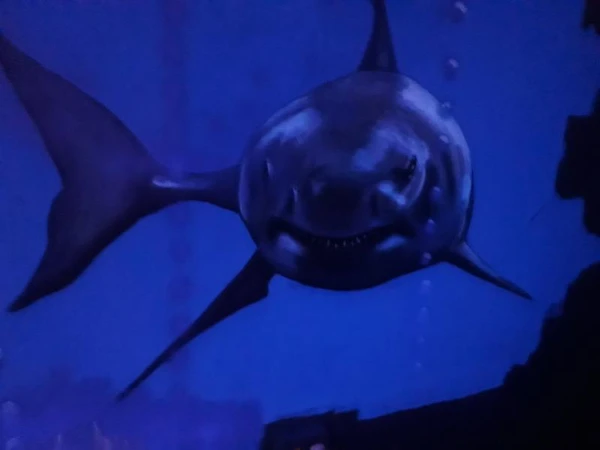 Фото Широкий спектр художественных услуг