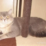 Фото №8 шотландские котята и взрослые кошки