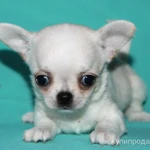 Фото №4 чихуахуа белая ГШ девочка шоу