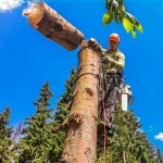 Спилим аварийные деревья, без спец. техники.