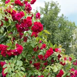 Фото №8 САЖЕНЦЫ РОЗЫ , ГЕОРГИНОВ,  ХРИЗАНТЕМЫ