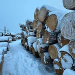 Фото №5 Кедр кругляк продажа оптом.