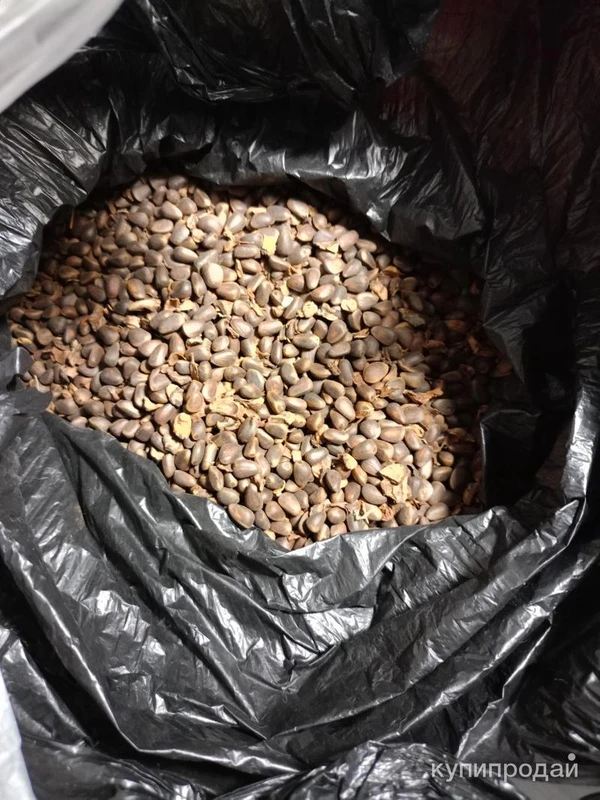 Фото Орех кедровый