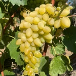 Фото №5 Фрукты