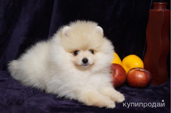 Фото Щенок померанского шпица- мальчик
