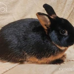 фото Декоративный кролик немецкий цветной карлик