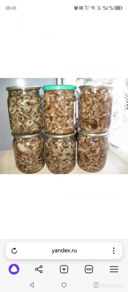 Фото Опята маринованные