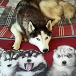 Фото №4 Вязка хаски