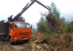 фото Вывоз спиленных деревьев с участка