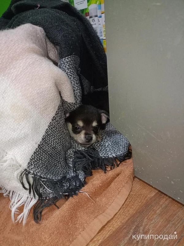 Фото Малыш чихуа