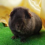 Фото №3 Морская свинка американский тедди