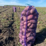 Фото №3 Картофель оптом