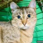 Фото №4 Кошечка Веста - юная полосаточка в дар