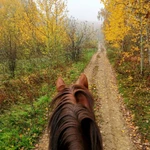 Фото №4 Постой лошадей 