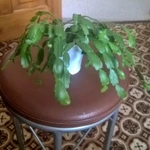 Фото №3 Декабристы