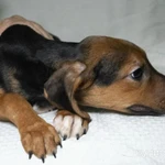 Фото №2 Щенок метис русской гончей