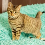 Фото №4 Молодой кoтик Maо в добрые руки