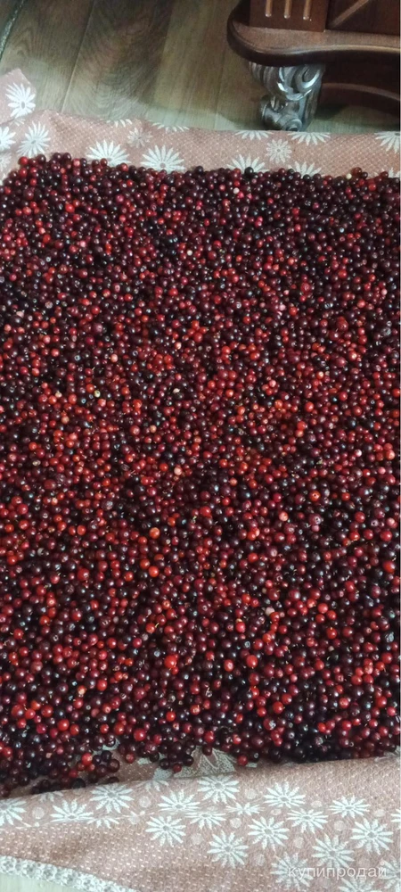 Фото Брусника