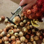 Фото №4 Лук репчатый. Качество не сетевое.