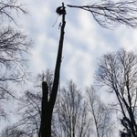 Фото №10 Спил деревьев любой сложности в Старой Руссе