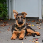 Фото №3 Немецкая овчарка щенки