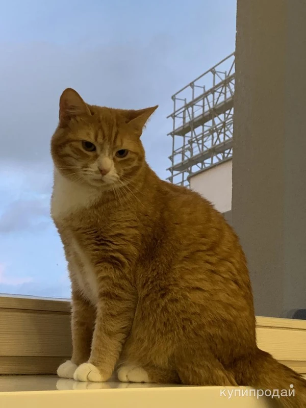 Фото подарю кошку