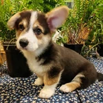 Фото №6 Вельш корги пемброк щенки трёхцветные