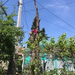 Фото №3 Спилить дерево.Удаление деревьев.Арбористика