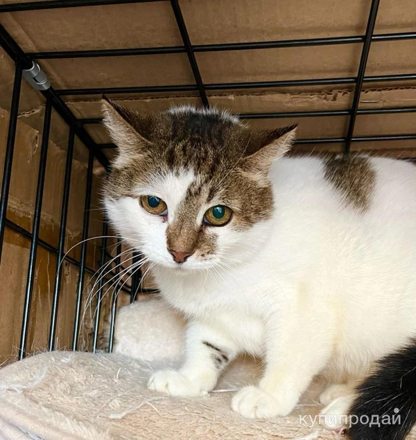 Фото Смородинка - скромная кошечка ищет дом