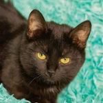 Фото №5 Красавица черная кошка Черника в добрые руки