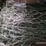 Фото №3 Дикая морковь. Цена за 100 грамм.