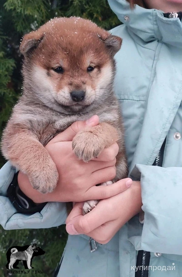 Фото Сиба ину