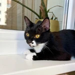 Фото №6 Кошка Брусничка в добрые руки