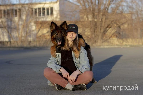 Фото Дрессировка собак. Хендлинг