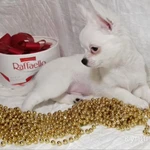 Фото №4 Чихуахуа, снежный мальчик