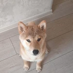 Фото №3 Дрессировка