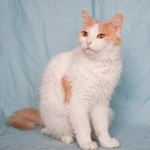 Фото №5 Кошечка Бела в добрые руки