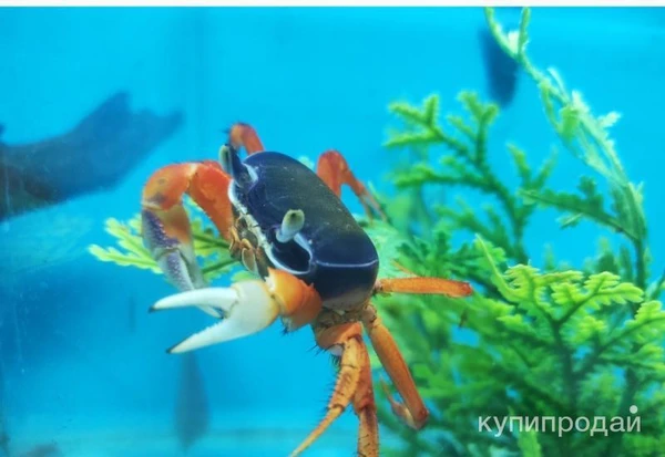 Фото Радужный краб