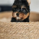 Фото №3 И́оркширские щенки