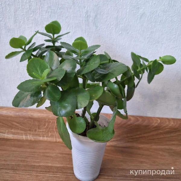 Фото Каланхоэ цветущий красный